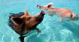 Bahamas pigs swimming in ocean Exumas Islands