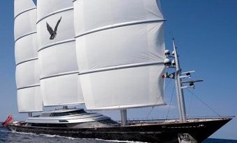 Maltese Falcon