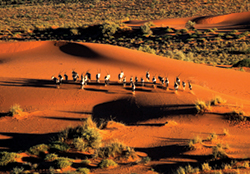 sea sky safari, seadream yacht club, tcs world travel, numerous destination vacation, african safari