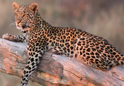 sea sky safari, seadream yacht club, tcs world vacation, numerous destination getaway, african safari