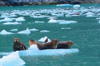 Seals on an ice-floe